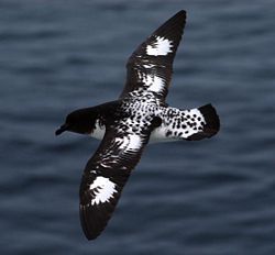 Cape Petrel Daption capense