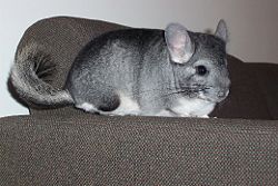 Chin resting on sofa.JPG