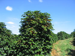 Coffea arabica trees in Brazil