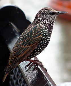 European Starling, Sturnus vulgaris