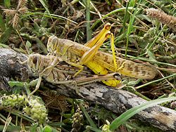 Desert locust, Schistocerca gregariaMale (on top) and female