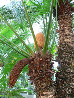 Cycas circinalis with old and new male cones.