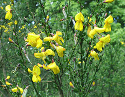 Common Broom, Cytisus scoparius