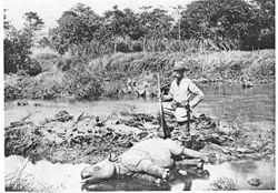 A European hunter with a dead Javan Rhino in 1895