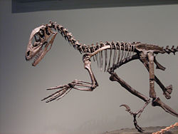 Deinonychus antirrhopus skeleton