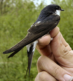 At an official bird ringing station