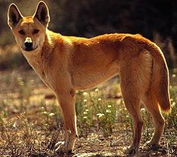 Dingo duenn2.JPG