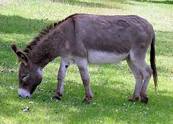 Donkey 1 arp 750px.jpg