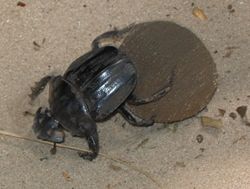 A dung beetle, with a shovel-like head, rolling a dung ball with its hindlegs