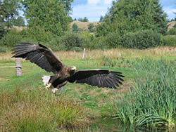 Adult in flight