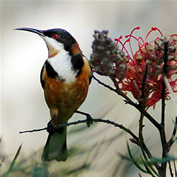 Eastern Spinebill, Acanthorhynchus tenuirostris