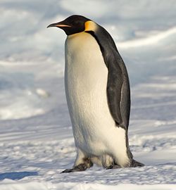 Emperor Penguin Manchot empereur.jpg