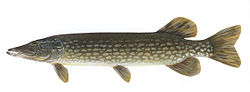 Northern pike