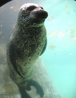 Common Seal (Phoca vitulina)