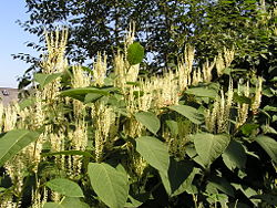 Fallopia japonica MdE 2.jpg