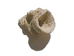 Fossil sponge Raphidonema faringdonense  from Cretaceous rocks in England