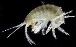 A gammarid amphipod (Gammarus roeselii)