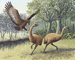 Moa attacked by a Haast's Eagle