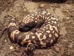 Gila monster2.JPG