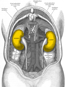 Gray1120-kidneys.png