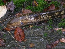 Sea lamprey from Sweden