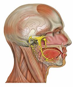 Head deep facial trigeminal.jpg