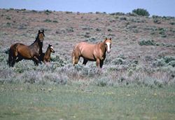 Free-roaming Mustangs