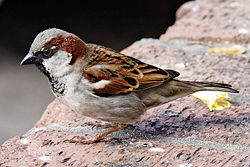 House Sparrow