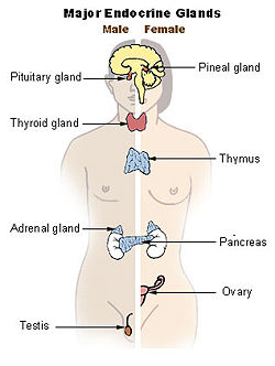 Illu endocrine system.jpg