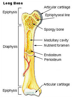 Illu long bone.jpg