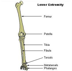 Illu lower extremity.jpg