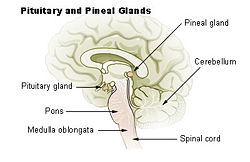 Illu pituitary pineal glands.jpg