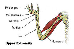 Illu upper extremity.jpg