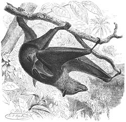 Large flying fox, Pteropus vampyrus