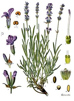 Common Lavender (Lavandula angustifolia)