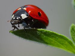 Coccinella septempunctata