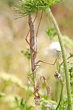 Large brown mantid, Archimantis latistyla underneath a carrot flower