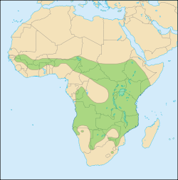 Distribution of lions in Africa