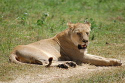 Female (Lioness)