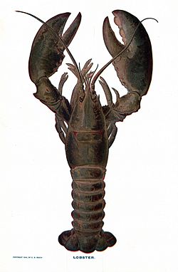 American lobster, Homarus americanus