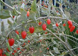 Lycium barbarum fruits