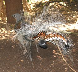 Male Superb Lyrebird