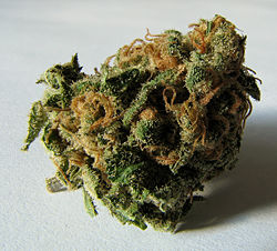 A dried flowered bud of the Cannabis sativa plant. Note the visible trichomes (hairs), which carry a large portion of the drug content.