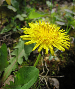 A dandelion flower head composed of hundreds of florets.