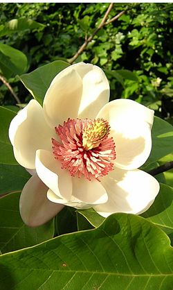 Magnolia flower