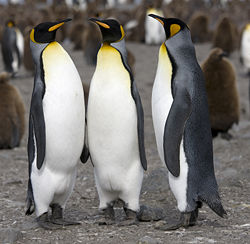 King Penguins in South Georgia