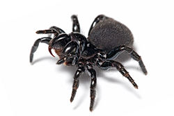 Missulena bradleyi, the Mouse Spider