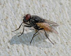 A housefly