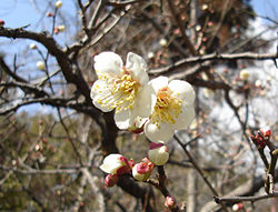 Ume blossoms, March