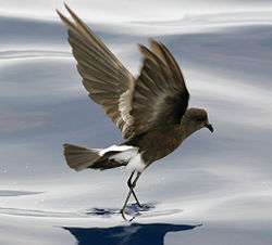 Wilson's Storm Petrel